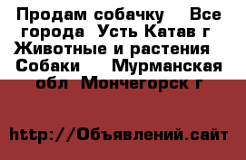 Продам собачку  - Все города, Усть-Катав г. Животные и растения » Собаки   . Мурманская обл.,Мончегорск г.